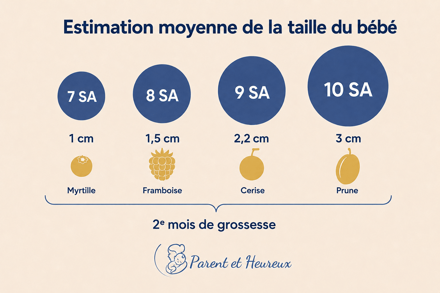 taille du bébé semaine par semaine au 2e mois de grossesse, de 7 à 10 SA, table Parent et Heureux